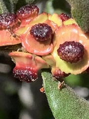 Disholcaspis prehensa