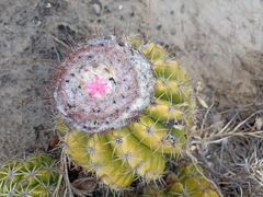 Melocactus curvispinus