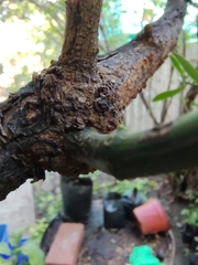 Phoradendron quadrangulare