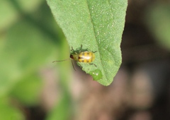 Diabrotica balteata