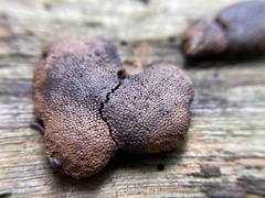 Tubifera