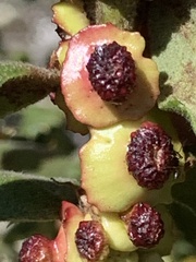 Disholcaspis prehensa