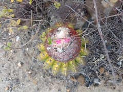 Melocactus curvispinus