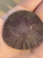 Dendraster excentricus