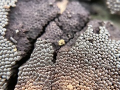 Tubifera