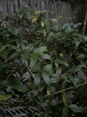 Gelsemium sempervirens