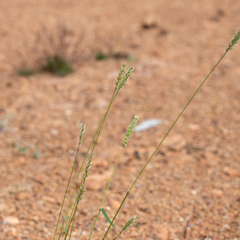 Thyridolepis mitchelliana