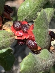 Disholcaspis prehensa