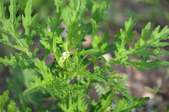 Parthenium bipinnatifidum