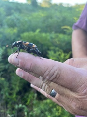 Nicrophorus americanus