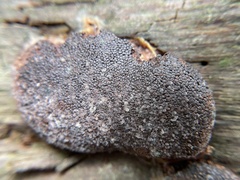Tubifera