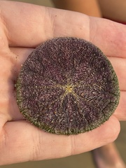 Dendraster excentricus