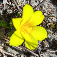 Moraea galaxia
