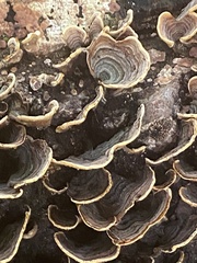 Stereum subtomentosum