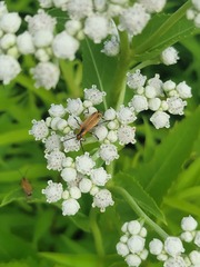 Chauliognathus marginatus
