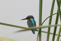 Alcedo atthis ispida