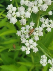 Chauliognathus marginatus