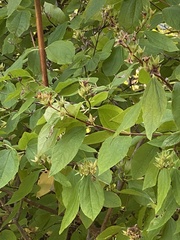 Philadelphus lewisii