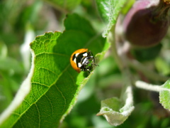 Coccinella septempunctata
