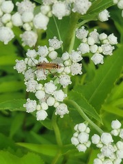 Chauliognathus marginatus