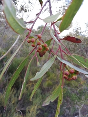 Eucalyptus pileata