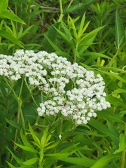 Chauliognathus marginatus