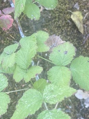 Rubus leucodermis