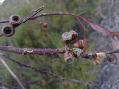 Eucalyptus pileata