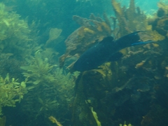 Olisthops cyanomelas