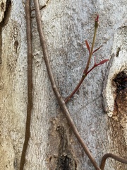 Muellerina eucalyptoides