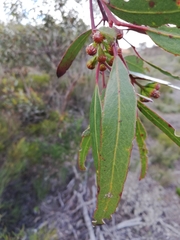 Eucalyptus pileata