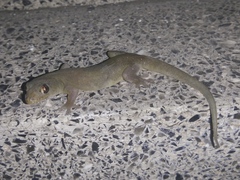 Gehyra mutilata