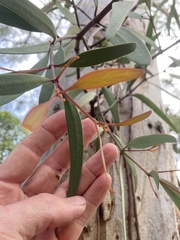 Muellerina eucalyptoides