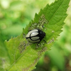 Epilachna nigrocincta