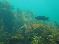 Olisthops cyanomelas