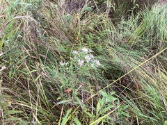 Symphyotrichum firmum