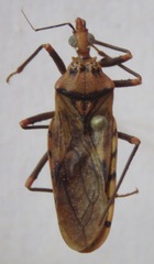 Panstrongylus geniculatus
