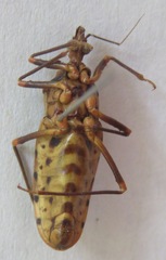 Panstrongylus geniculatus