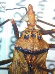 Panstrongylus geniculatus