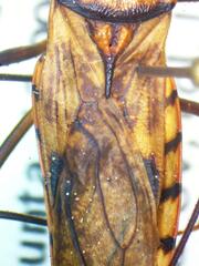 Panstrongylus geniculatus