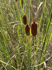 Typha laxmannii