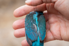 Alcedo atthis ispida