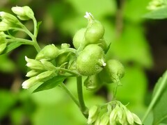 Schizomyia eupatoriflorae