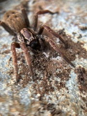 Mituliodon tarantulinus