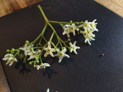 Flindersia bourjotiana