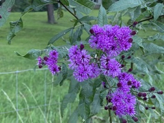 Vernonia missurica