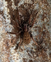 Mituliodon tarantulinus