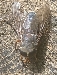 Tabanus calens
