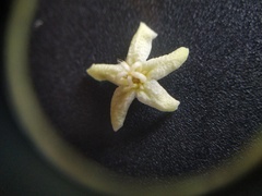 Flindersia bourjotiana