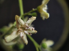 Flindersia bourjotiana